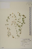 藏品(阿里山繁縷)的圖片