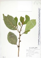 藏品(大冇榕、稜果榕)的圖片