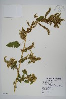 藏品(野莧菜)的圖片