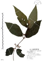 藏品(杜虹花，台灣紫珠)的圖片