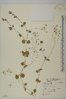 藏品(荷蓮豆草、菁芳草)的圖片