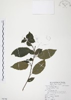 藏品(台灣山桂花)的圖片