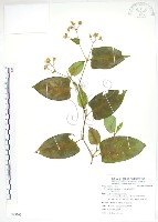 藏品(火炭母草、清飯藤)的圖片