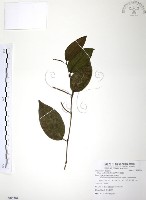 藏品(風藤)的圖片