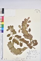 藏品(白飯樹)的圖片