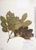 藏品(蘭嶼樹蘭)的圖片