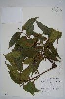 藏品(木蠟樹、山漆)的圖片