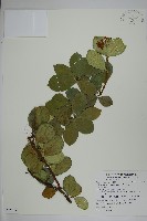 藏品(蘭嶼絡石)的圖片