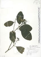 藏品(錫蘭玉心花)的圖片