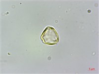 藏品(密脈赤楠)的圖片