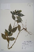 藏品(直立半插花)的圖片