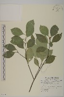 藏品(日本賽衛矛、日本假衛矛)的圖片