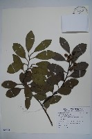 藏品(全緣葉冬青)的圖片