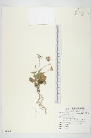 藏品(紫背草)的圖片