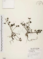 藏品(馬齒莧)的圖片