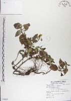 藏品(雙花蟛蜞菊)的圖片