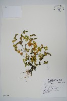 藏品(爵床)的圖片