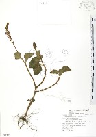 藏品(蘭嶼小鞘蕊花)的圖片