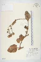 藏品(蘭嶼木耳菜)的圖片