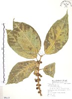 藏品(克明榕、屈氏榕、對葉榕、糙葉榕)的圖片