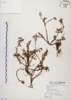 藏品(毛馬齒莧)的圖片