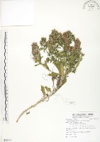 藏品(茅毛珍珠菜)的圖片