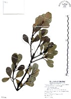 藏品(山欖、樹青)的圖片