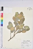 藏品(白樹仔)的圖片