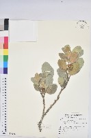 藏品(白樹仔)的圖片