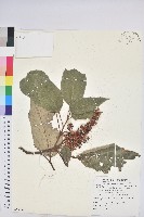 藏品(粗糠柴)的圖片