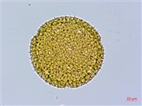 藏品(黃細心)的圖片