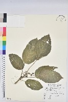 藏品(假鐵莧)的圖片