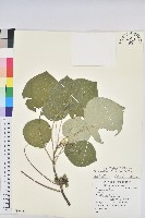 藏品(圓葉血桐)的圖片