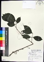 藏品(蘭嶼赤楠)的圖片