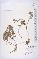 藏品(牡蒿)的圖片