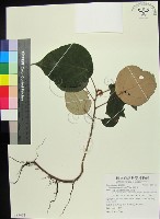 藏品(翅子樹、裡白翅子樹、臺灣翅子樹)的圖片