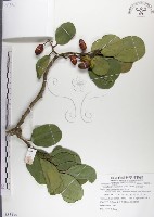 藏品(呂宋毛蕊木)的圖片