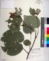 藏品(黃槿)的圖片