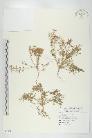 藏品(臭濱芥、臭薺)的圖片