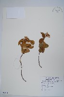 藏品(台灣白花藤)的圖片