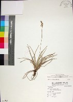 藏品(乾溝飄拂草)的圖片