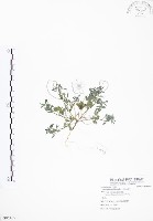 藏品(三葉木藍)的圖片