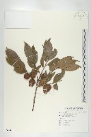 藏品(山紅柿)的圖片