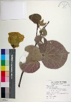 藏品(黃槿)的圖片