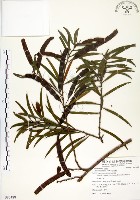 藏品(相思樹)的圖片