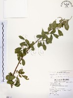 藏品(灰木)的圖片