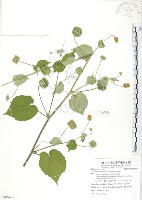 藏品(冬葵子)的圖片