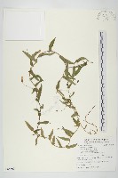 藏品(戟葉菜欒藤)的圖片