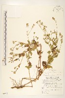 藏品(貓腥草)的圖片