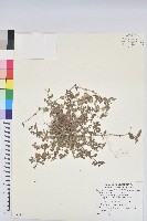 藏品(飛揚草)的圖片